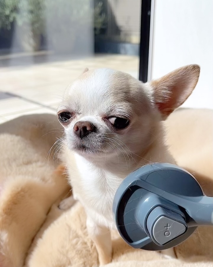 Instagram post by @kurimusenyou for perromart.jp. Caption reads: It's grooming day.....