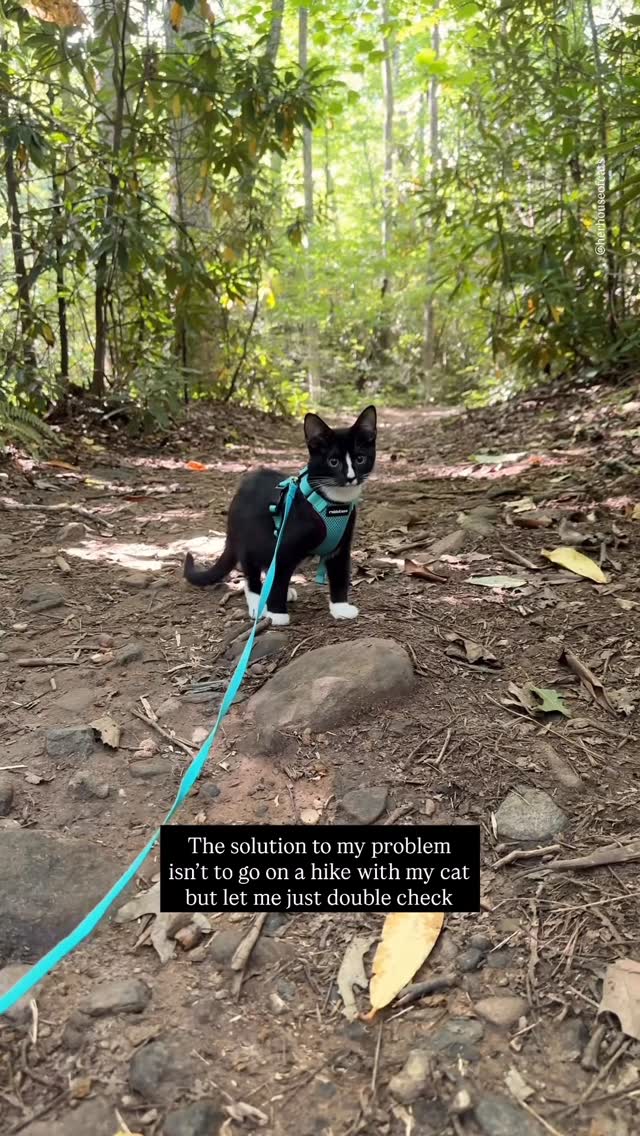 Instagram post by @herhouseofcats for Rabbitgoo. Caption reads: [...] | AD

He is hiking in style in his new....