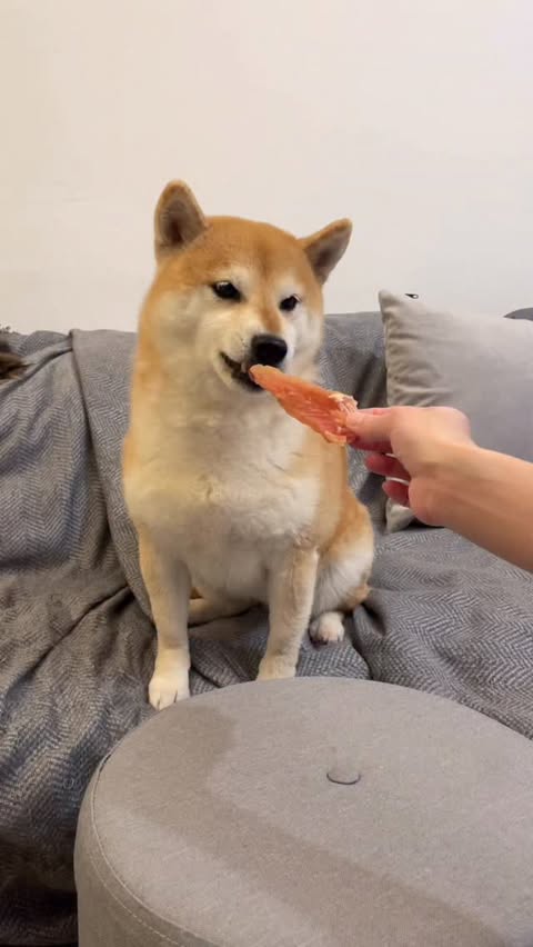 Instagram post by @inuharu0317 for Beloved Pets. Caption reads: Spend some time listening to Haru’s jap jap jap....