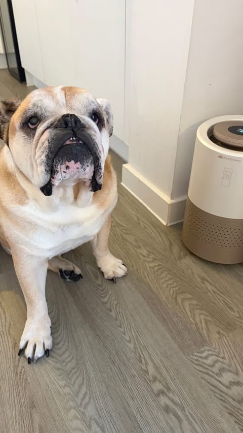 Instagram post by @ellenh1986 for PetSnowy. Caption reads: AD| @petsnowy_official Air Purifier.. Do you have....