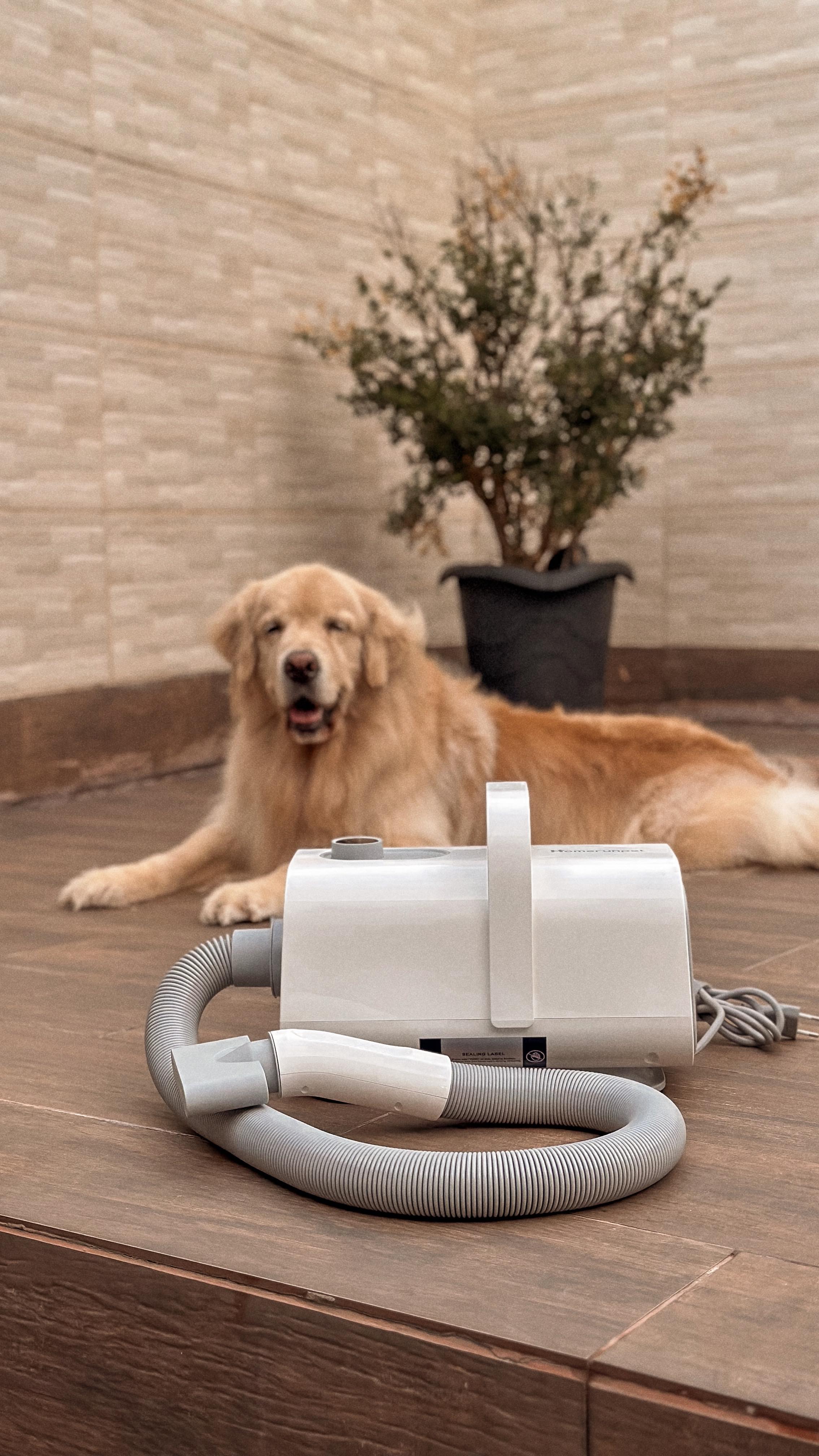 Instagram post by @vivendocomcaes_ for HomeRunPet. Caption reads: ✨𝗼 𝘀𝗼𝗽𝗿𝗮𝗱𝗼𝗿 𝗺𝗮𝗶𝘀 𝗱𝗲𝘀𝗲𝗷𝗮𝗱𝗼....