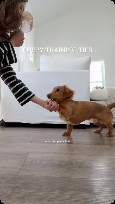 Instagram post by @lil.jolly.ollie for Pupford. Caption reads: I’ll do anything for these @pupford training....