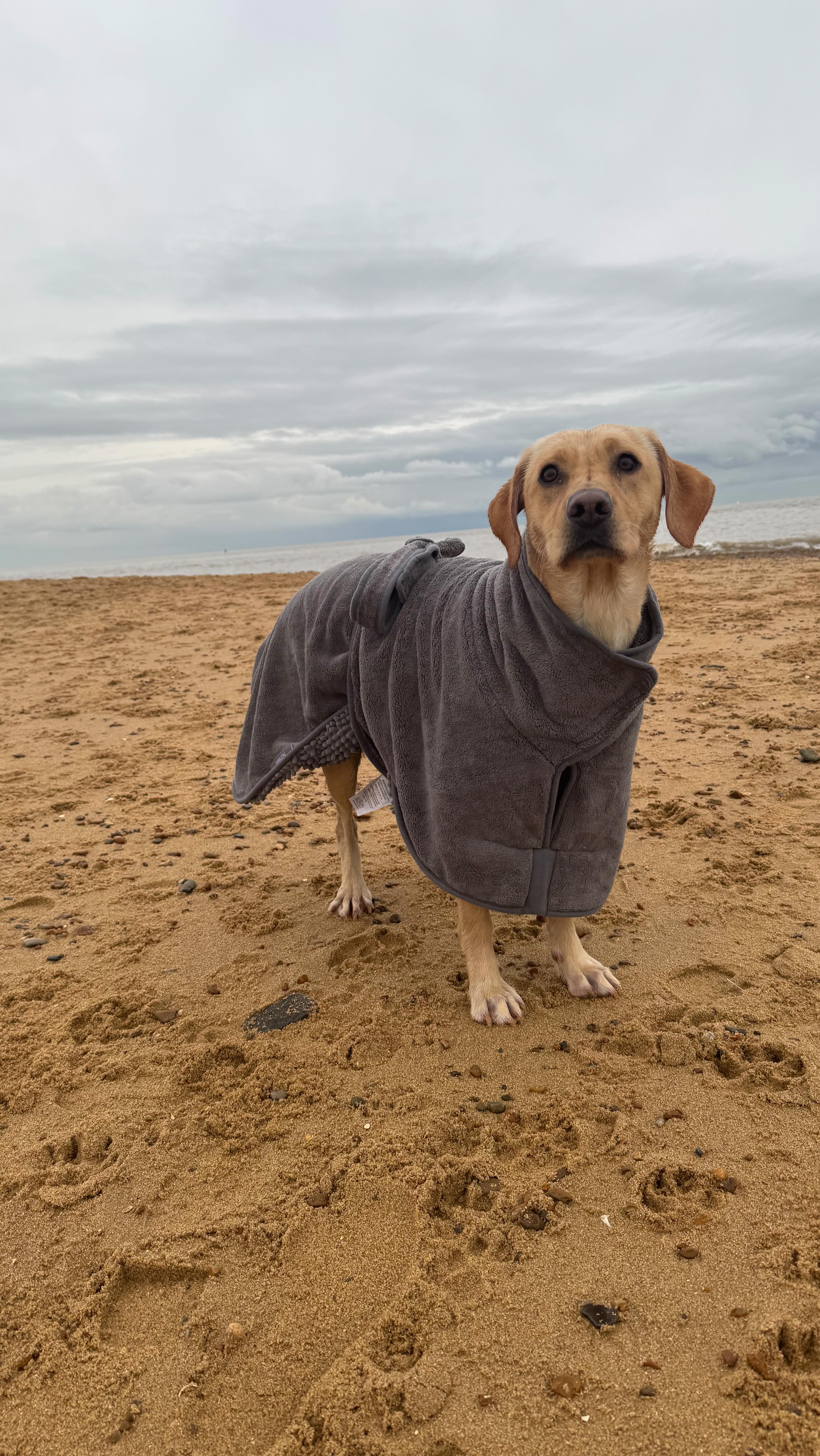Instagram post by @adventure_wren_ for Scruffs. Caption reads: [...] ❤️

How adorable is my new @petslovescruffs....