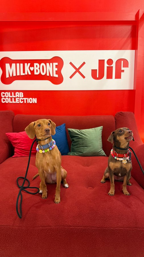 Instagram post by @imkylecooke for Milk-Bone. Caption reads: @milkbone X @jif invited us to the Peanut Buttery....