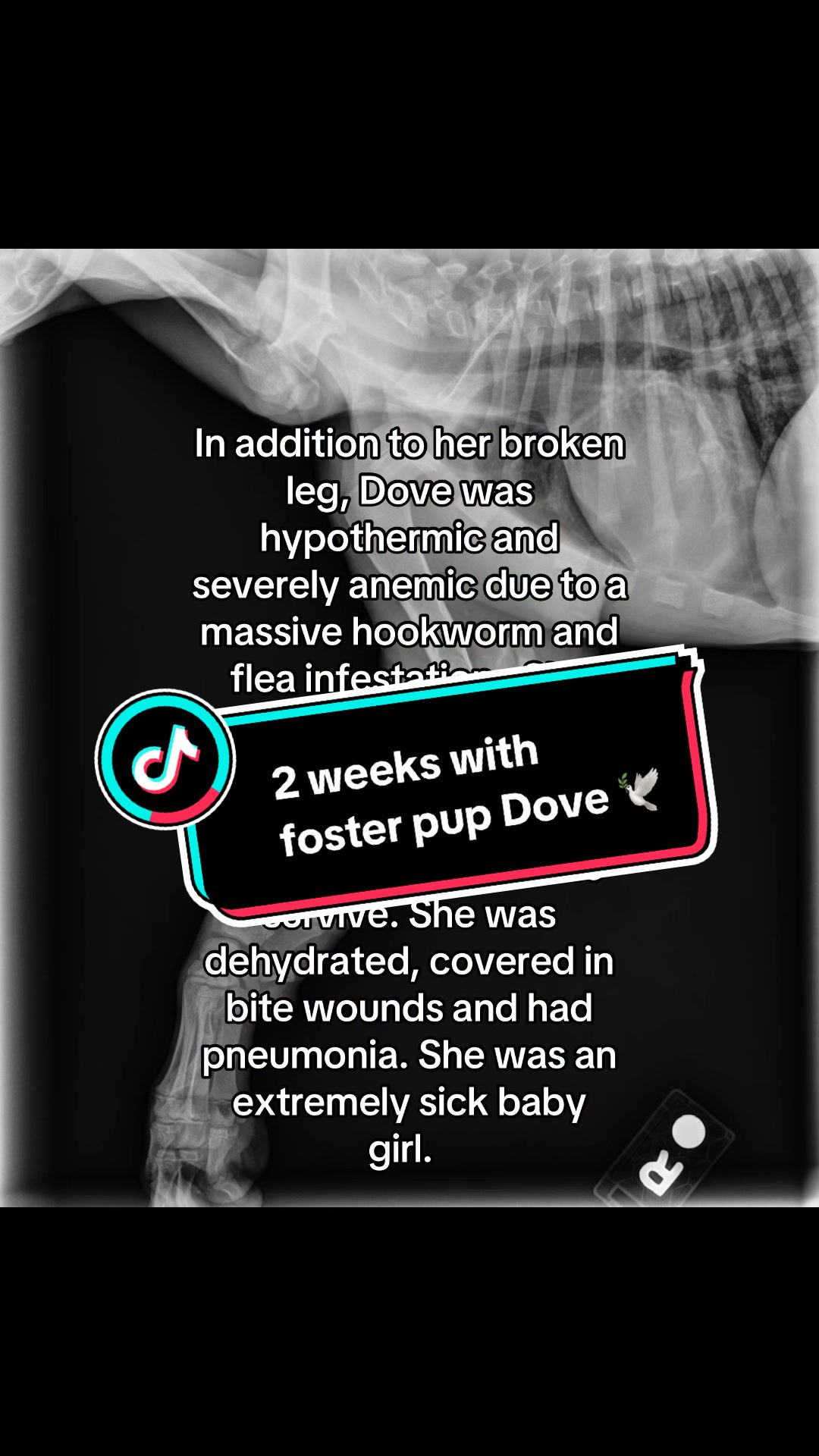 TikTok post by @jenrosepes for WeRateDogs. Caption reads: [...] 🕊️. Thank you @15/10 Foundation and....