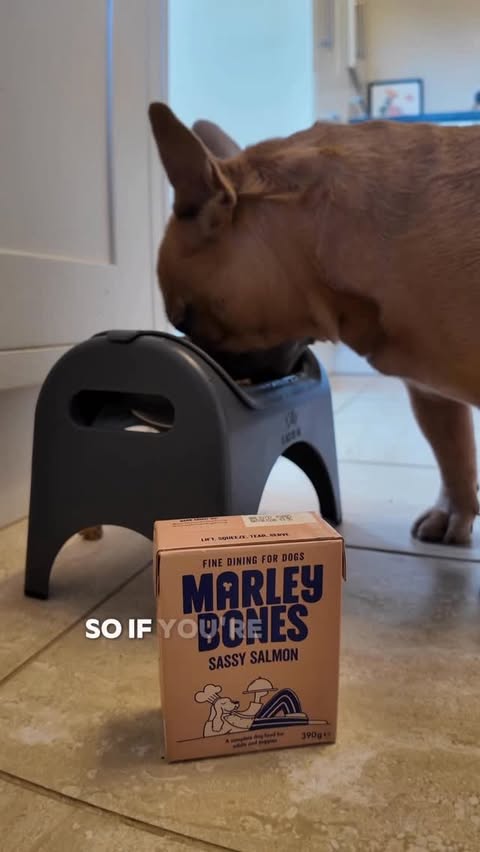 Instagram post by @tj.the.frenchie for Marleybones. Caption reads: [...] space? 🧊 

Then you need to give....