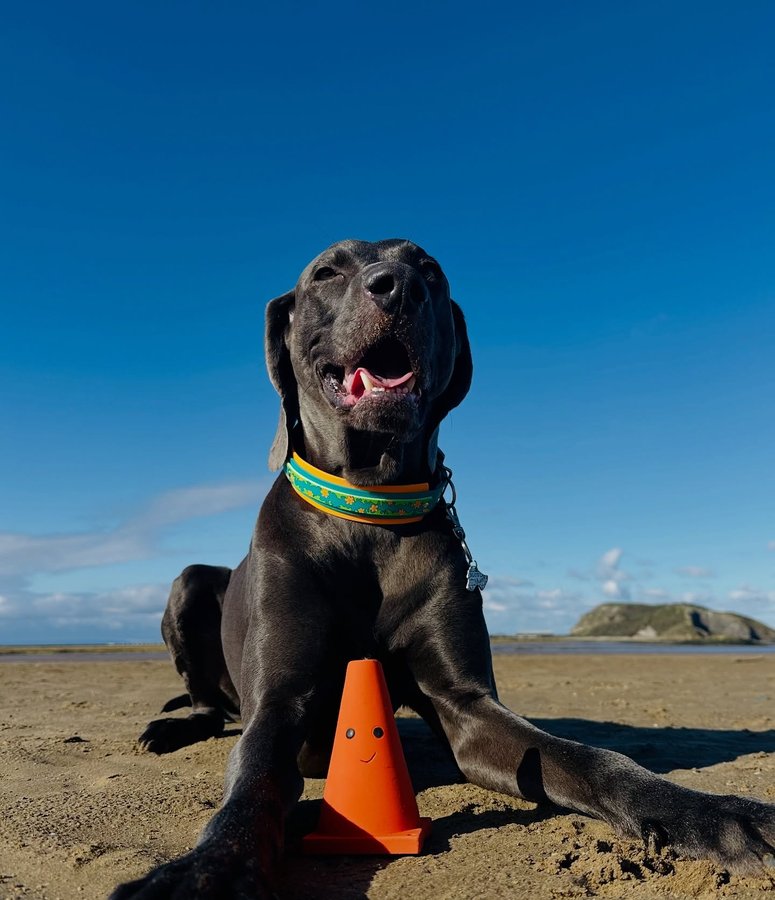 Instagram post by @weimaraner_blue_est2020 for Fur the Love of Toys. Caption reads: [...] pawsome #fiverfriday deals over at....