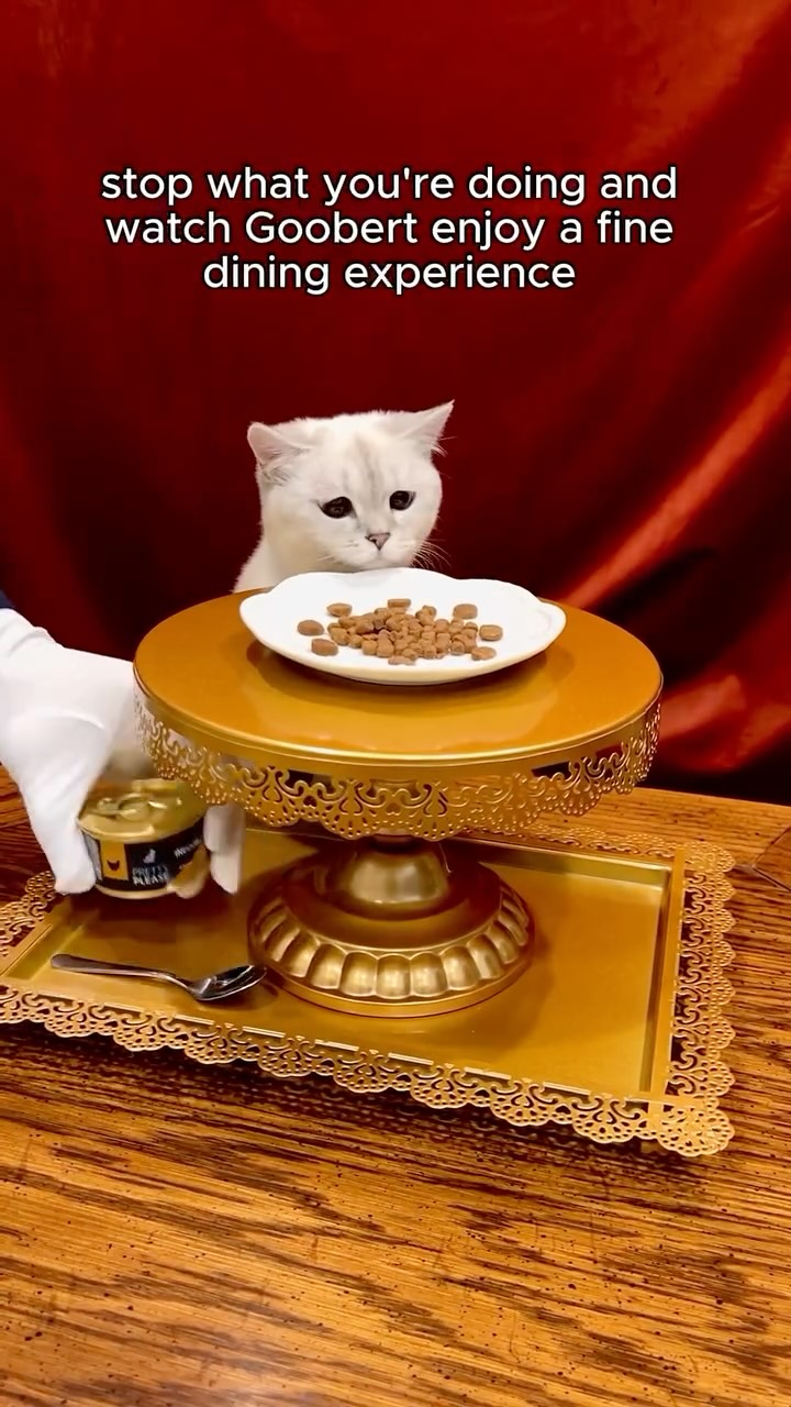 Instagram post by @sunkittencats for PrettyLitter. Caption reads: only the best for Queen Goob 👑 #ASMR....