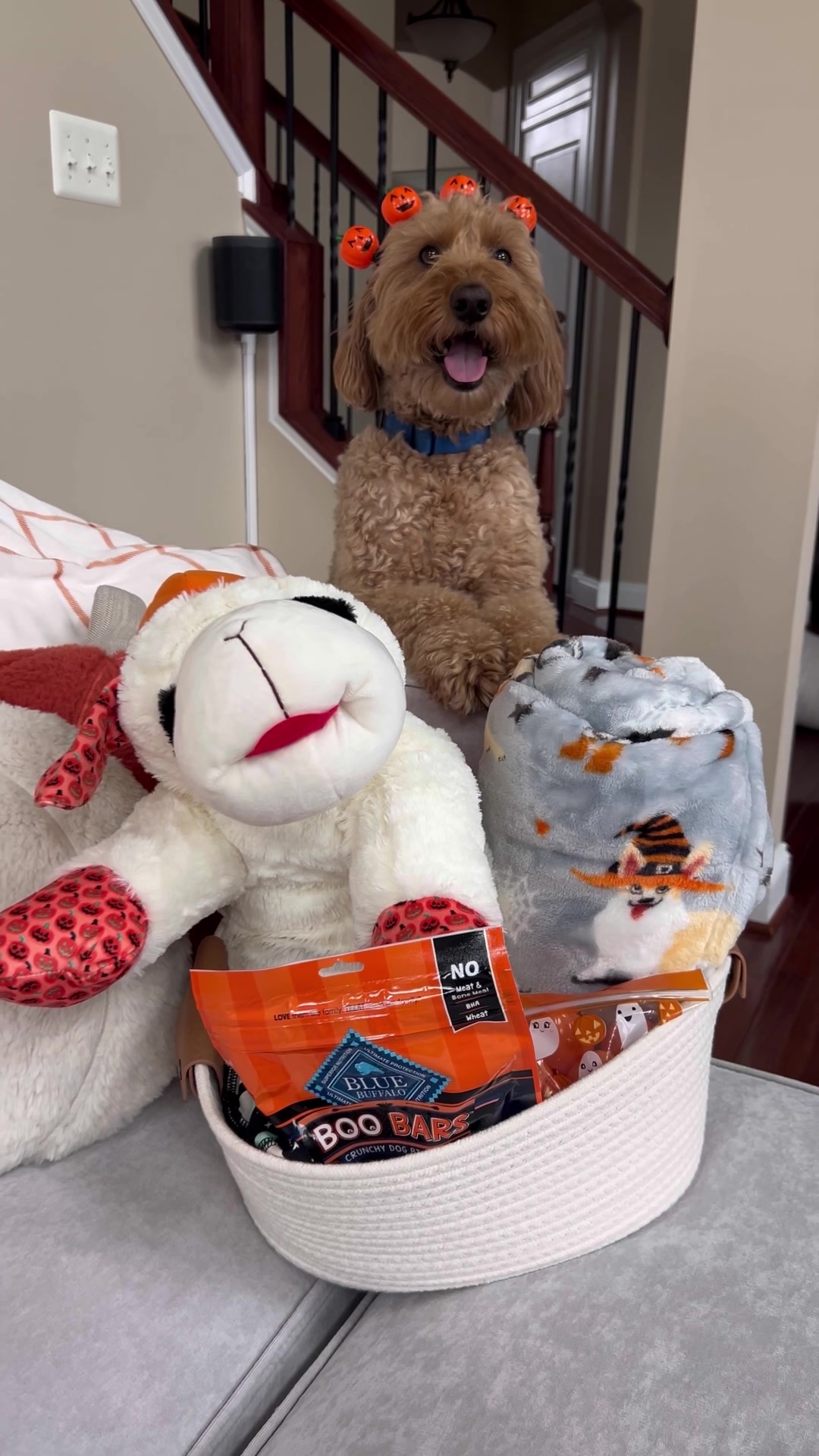TikTok post by @minidoodlebentley for blue buffalo. Caption reads: #ad What better way to celebrate spooky season....