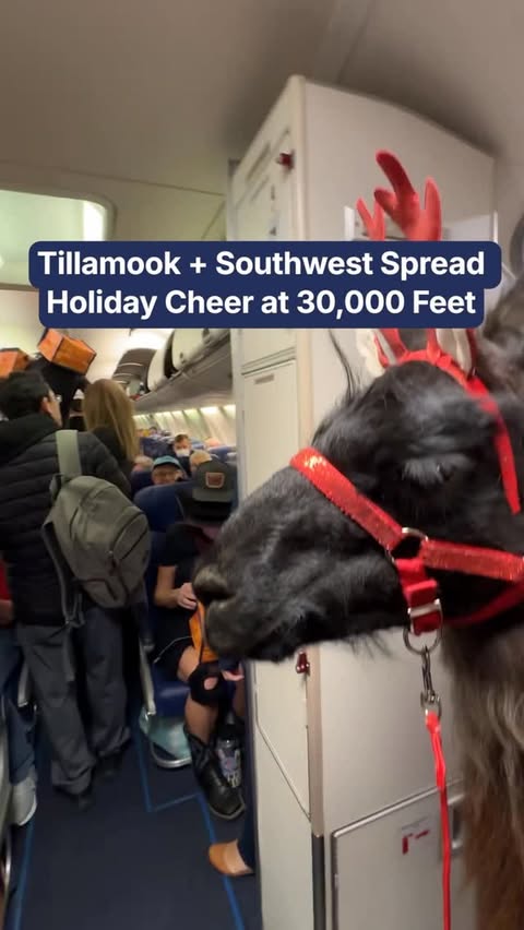 Instagram post by @pdxairport for Tillamook. Caption reads: Cheesy holiday traditions just got an upgrade.....