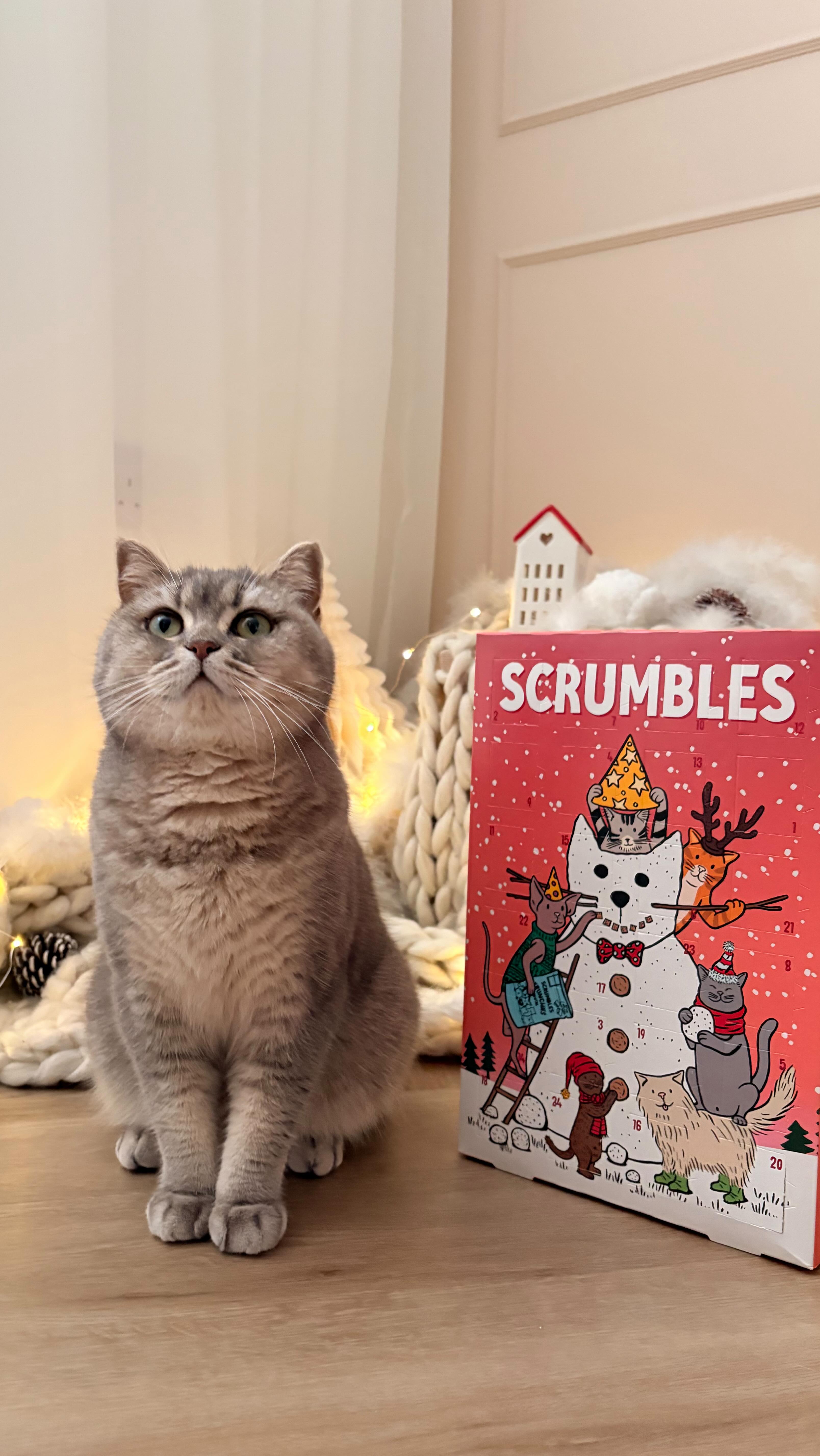 Instagram post by @remi.green_ for Scrumbles. Caption reads: 93 days until Christmas and your cat is already....