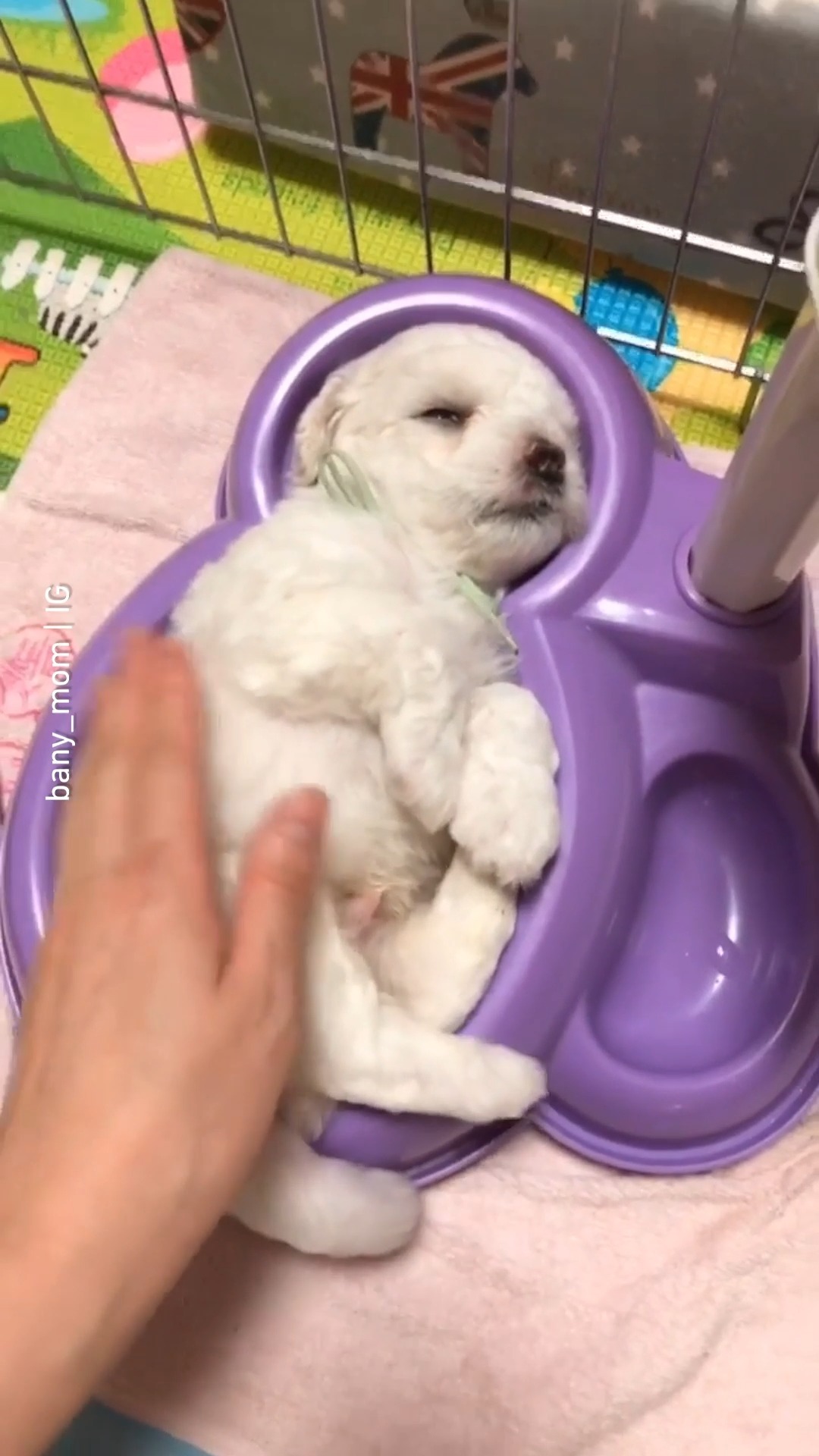 Instagram post by @bany_mom for Barked by 9GAG. Caption reads: Found his pawfect sleeping spot 🥹 | Follow....