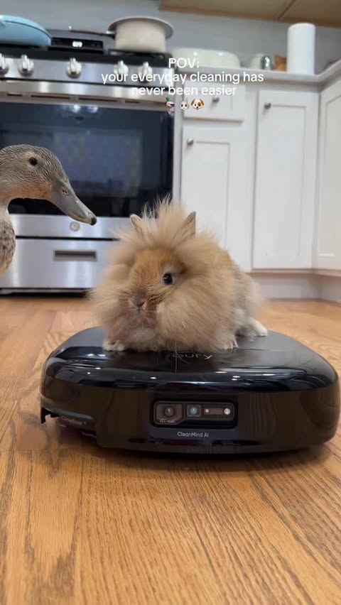 Instagram post by @the_hayeks for Eufy. Caption reads: [...] never been easier, and my pets love the eufy....