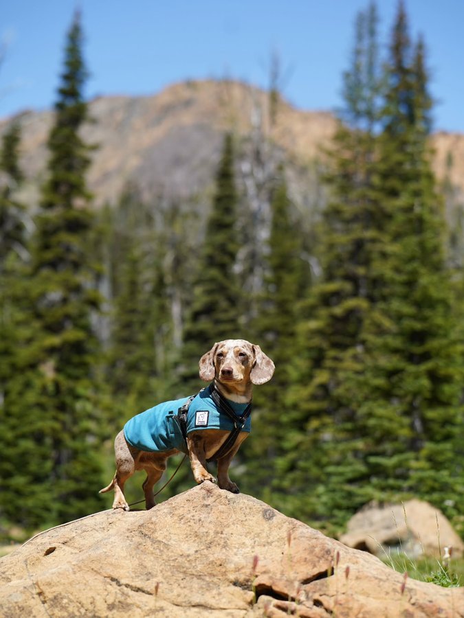 Instagram post by @youdidwhatwithyourwiener for Voyagers K9 Apparel. Caption reads: [...] Have you seen the new one from....