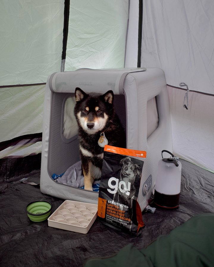 Instagram post by @gunner.shiba for Dogged. Caption reads: Hands up if you’re also a cuddly bottomless pit....
