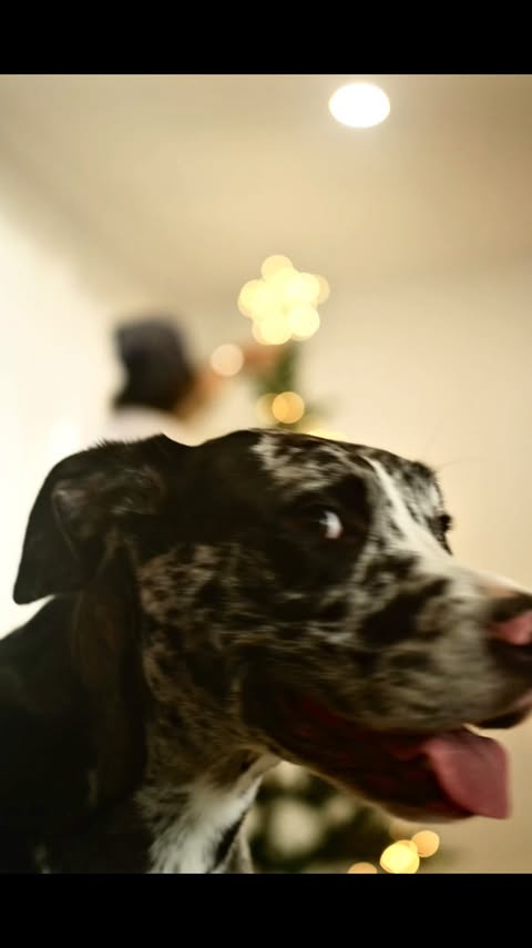 Instagram post by @eliot.donovan for ORIJEN Petfoods. Caption reads: #ad Merry Christmas from our family to yours....