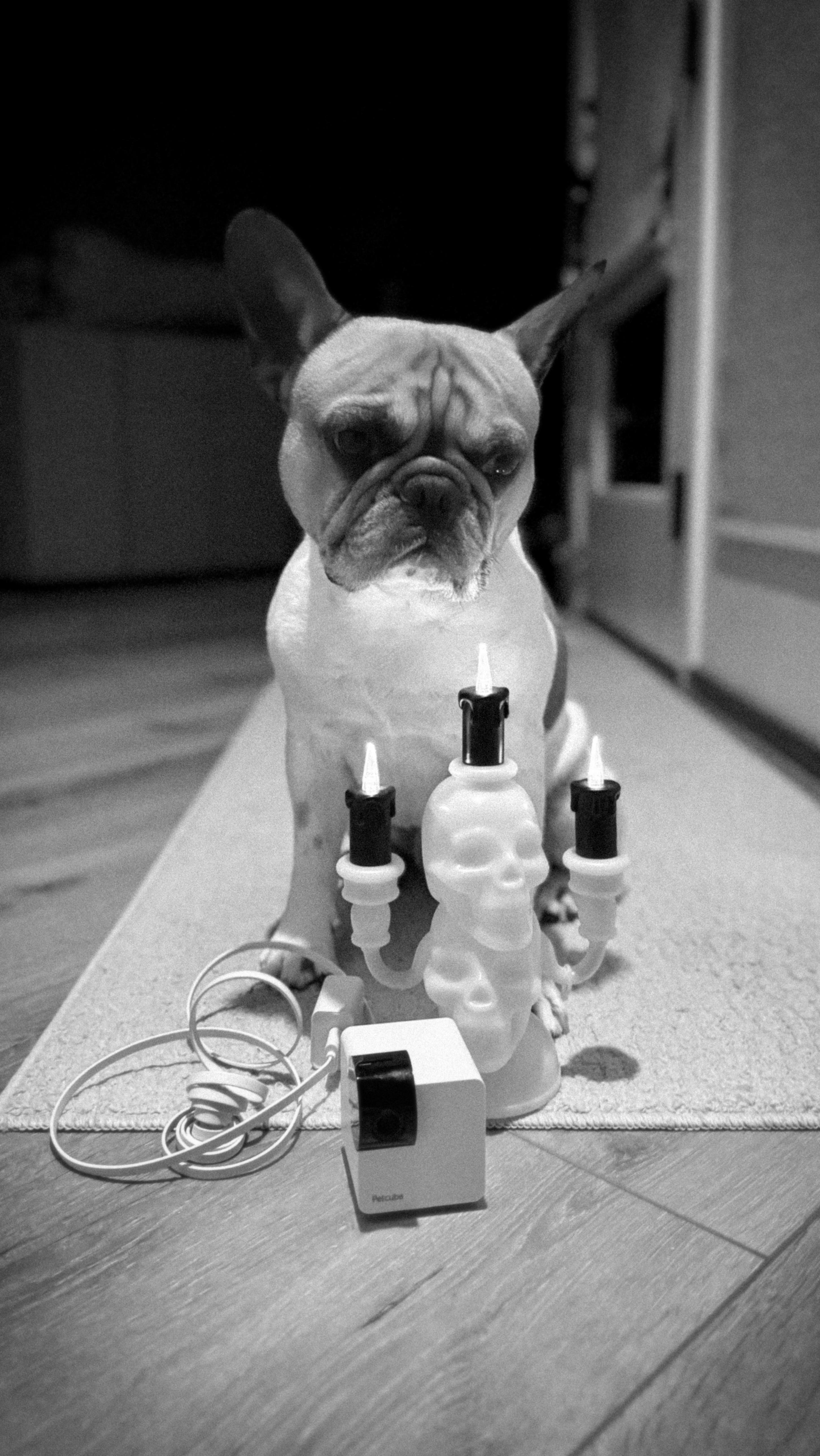 Instagram post by @midas_frenchie_gold for Petcube. Caption reads: [...] rare footage of the “spirit” on our @petcube....