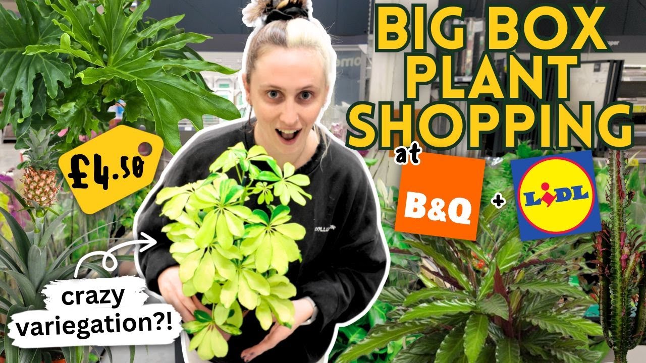 YouTube post by @GoodGrowing for Soltech. Caption reads: £4.50 RARE Big Box Plant Finds! 🤑 B&Q + Lidl....