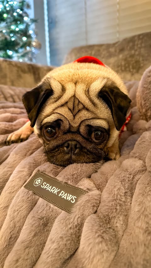 Instagram post by @cookiethepug.2021 for Spark Paws. Caption reads: [...] then to be nice and cosy and....