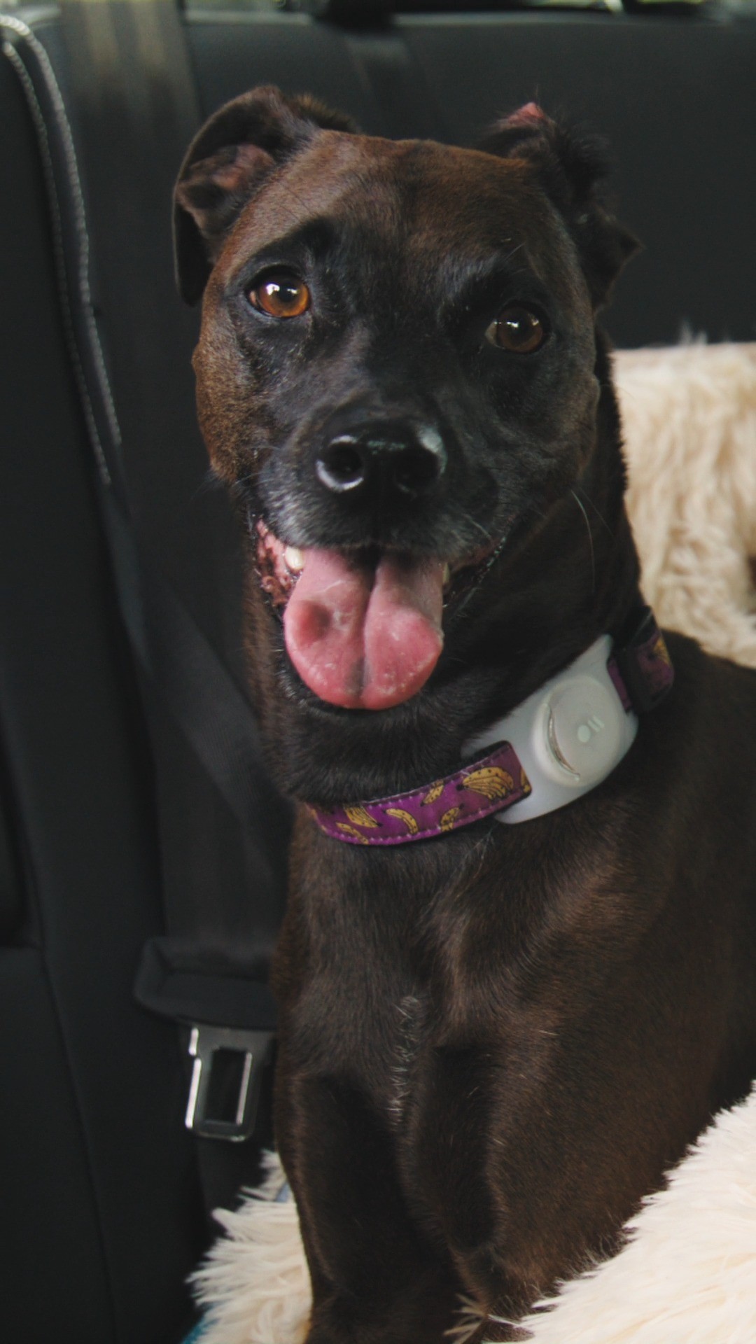 Instagram post by @atlasobscura for Land Rover. Caption reads: Ready for a road trip? @landroverdiscovery takes....