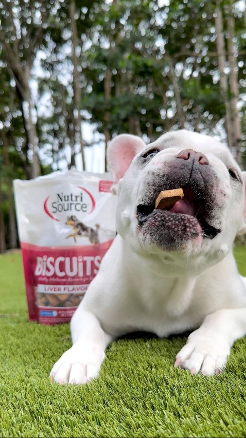 Instagram post by @mallowfrenchie for NutriSource Pet Foods. Caption reads: First order of biz in the morning is begging for....