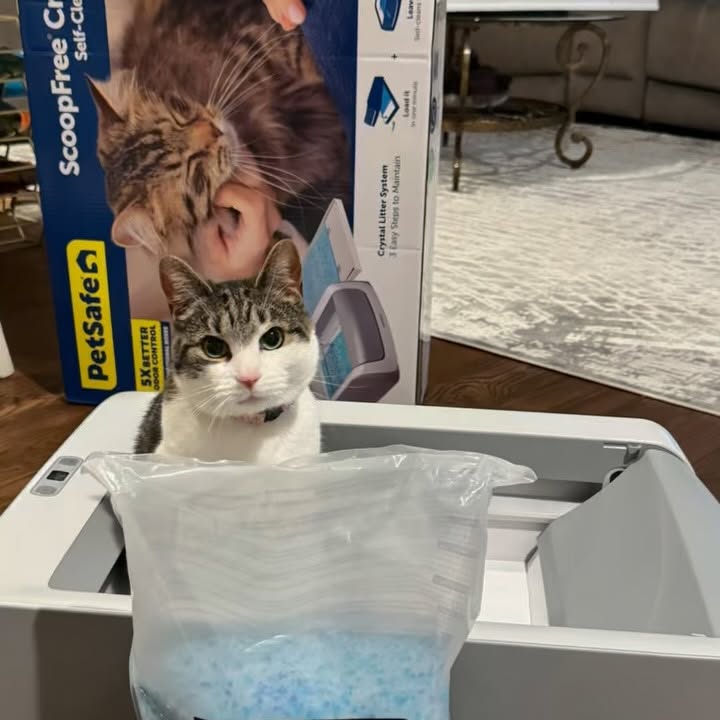Instagram post by @foodiefun_adventures for Petsafe. Caption reads: The @amazon prime day deal you don’t want to miss!....