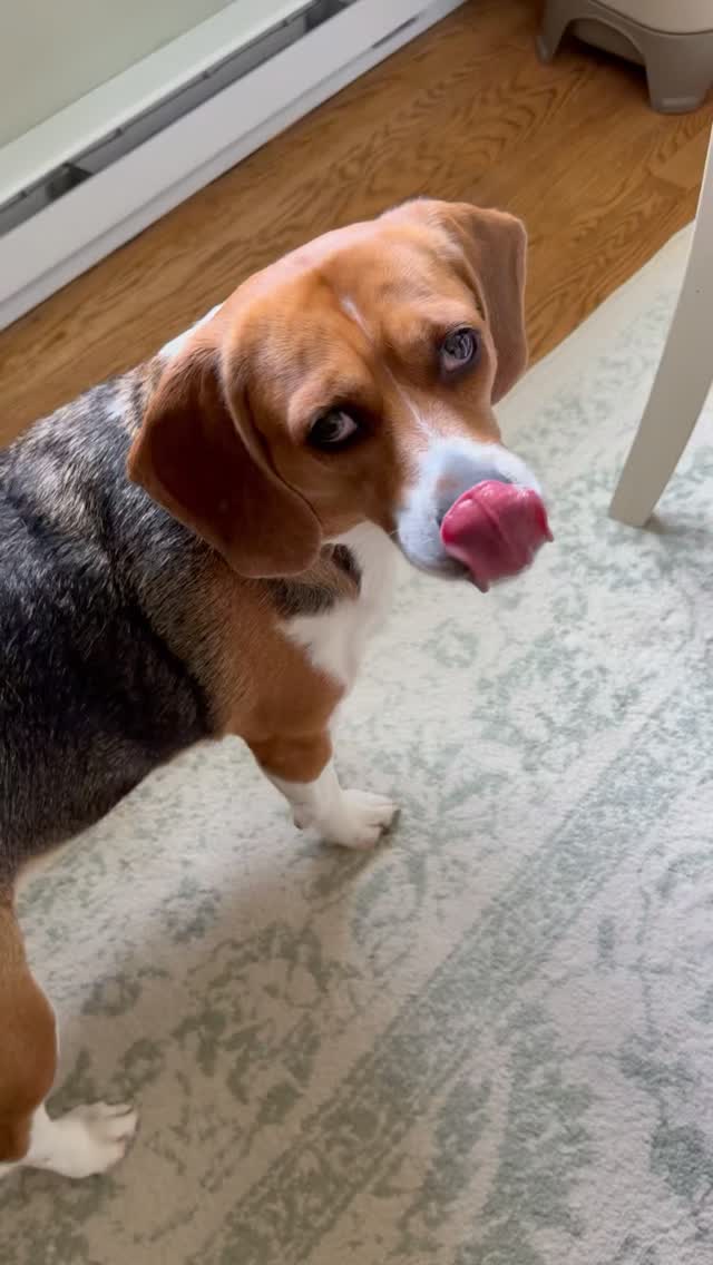 Instagram post by @everythingemilyann for BarkBox. Caption reads: GUESS WHAT!? #ad @bark now has food! Bark in the....