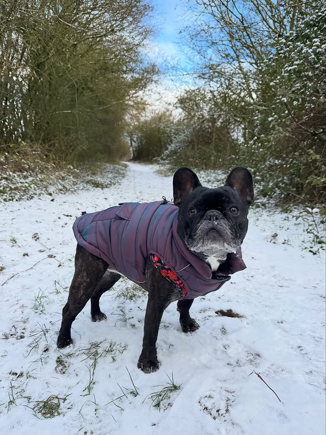 Instagram post by @louie_toes_frenchie for Spark Paws. Caption reads: [...] Water-Resistant Jacket - Cosmic from....