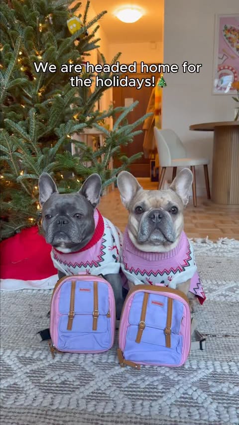 Instagram post by @lavenderandlatte for Chewy. Caption reads: Heading home for the holidays 🎄 Check out our....