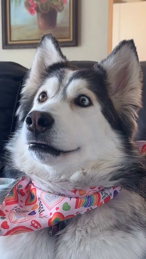 Instagram post by @penelopii.pirouettes for Budweiser. Caption reads: my favorite #SuperBowl commercial this year was of....