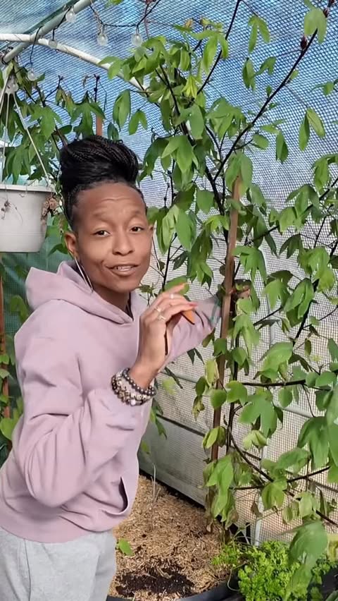 Instagram post by @yellowdoorurbanhomestead for Birch. Caption reads: [...] a little easier.
•
My daughter loves her....