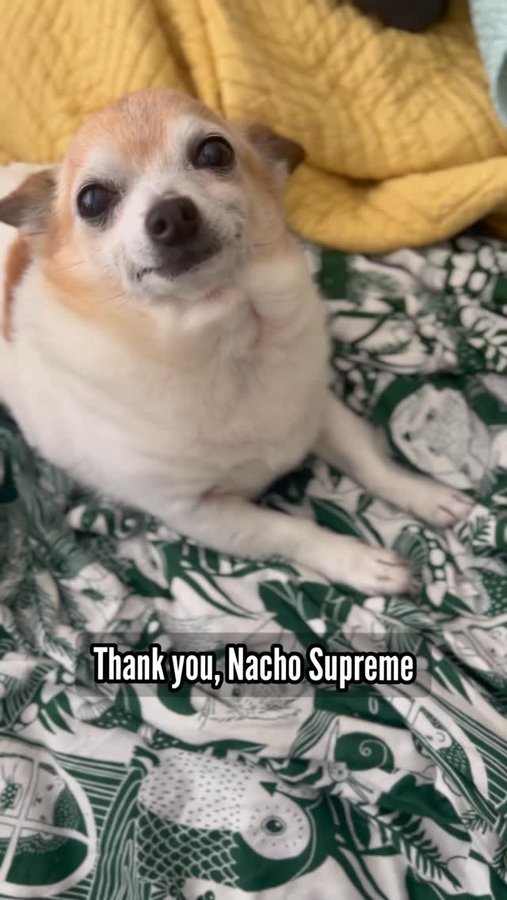 Instagram post by @lil.hobbs for The Farmer's Dog. Caption reads: It’s officially been one month since Nacho Supreme....