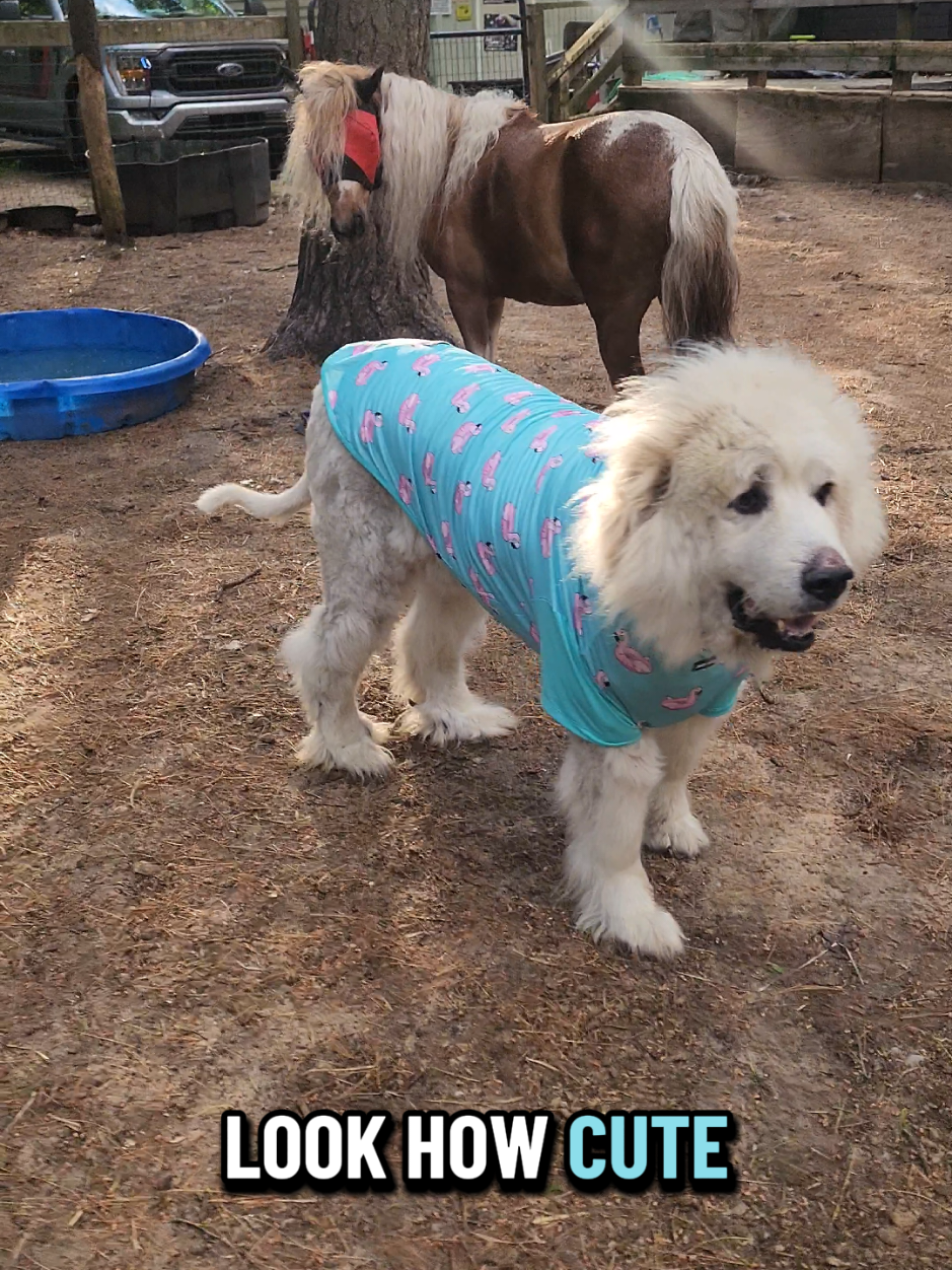 TikTok post by @minihorsemomandtrainer for Spark Paws. Caption reads: [...] in all the Sunblock t-shirts from @SPARK....