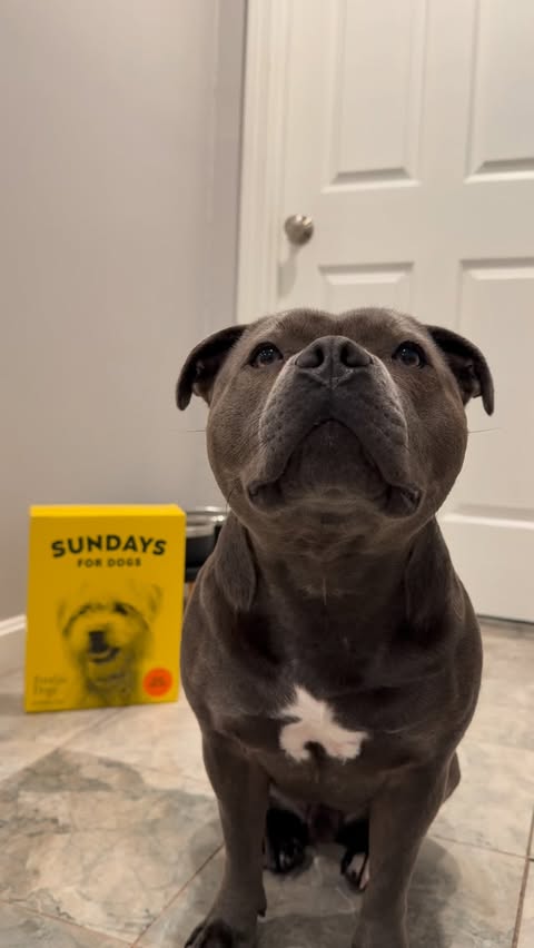Instagram post by @enzothebluestaffordshire for Sundays for Dogs. Caption reads: [...] of them…. But I have to say with....