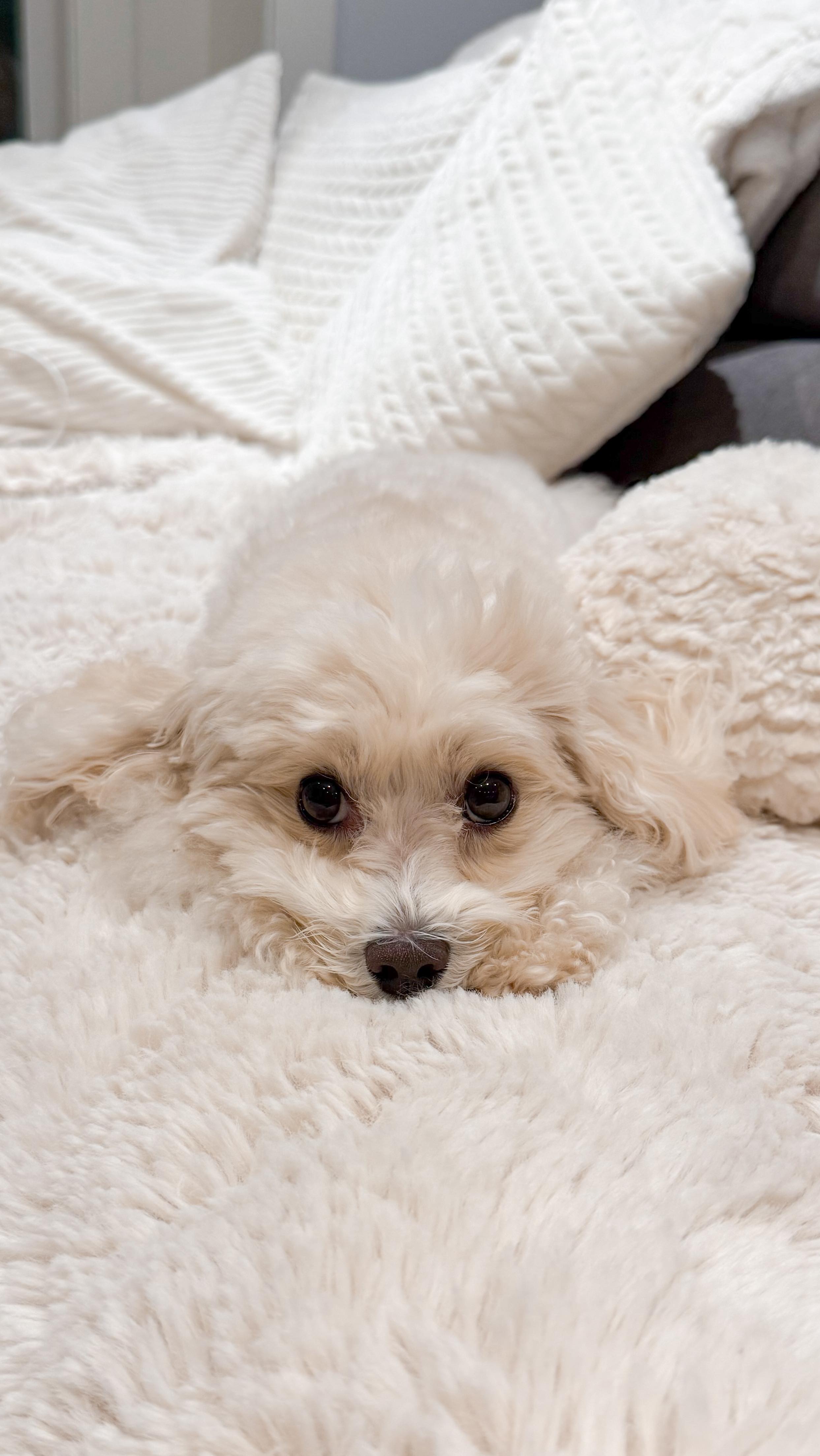 Instagram post by @tatobearr for Lesure Pet. Caption reads: Wait for it…

And his sass levels are through the....