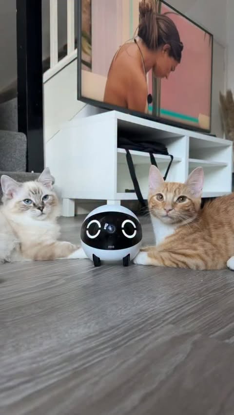 Instagram post by @angus.thegingercat for Enabot. Caption reads: [...] to while we’re out of the house and the....