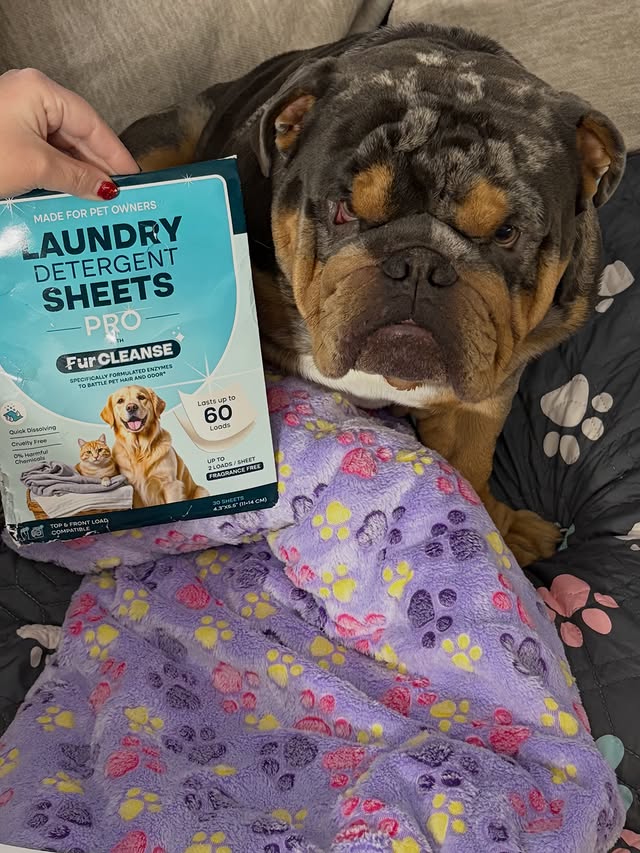 Instagram post by @buddy_exotic_bulldog for Uproot Clean. Caption reads: [...] And somehow… I’ve been DEFEATED 😤✨ ✨ Uproot....