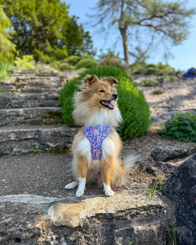 Instagram post by @thewelshsheltie for Paw Couture. Caption reads: [...] Wearing the beautiful @wearepawcouture....