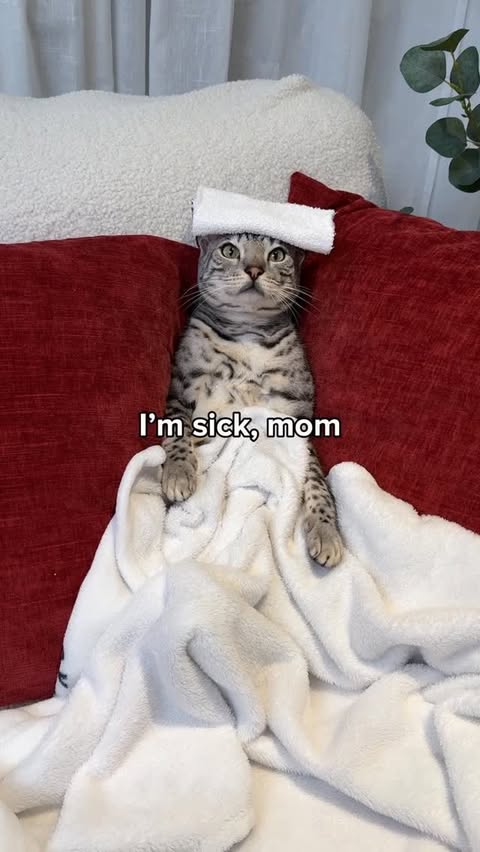 Instagram post by @heyitsgingerandpepper for Petlibro. Caption reads: [...] finds a way out of it! 😂

Thanks to....