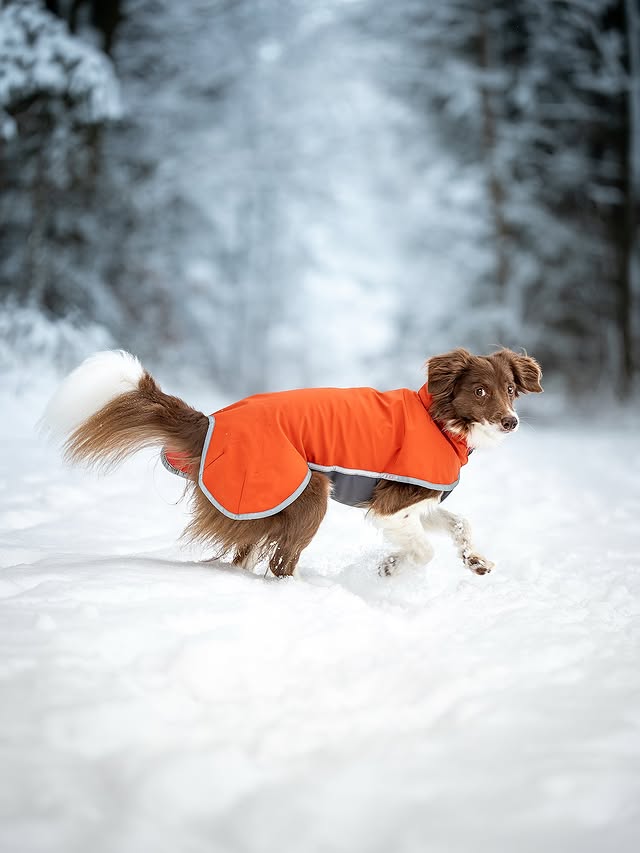 Instagram post by @keeladventures for Pomppa Dogwear. Caption reads: [...] white for a bit 🤭 Advertisement |....
