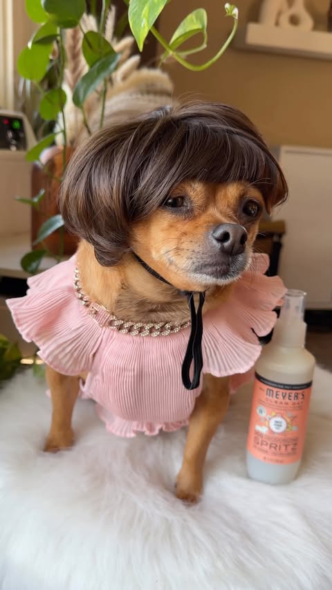 Instagram post by @peanut.aurora for Mrs. Meyer's Clean Day. Caption reads: [...] fur baby fresh and fall-ready with....