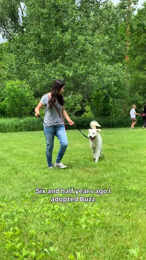 Instagram post by @lostwithbuzz for Open Farm Pet. Caption reads: Thank you @openfarmpet for supplying food for me....