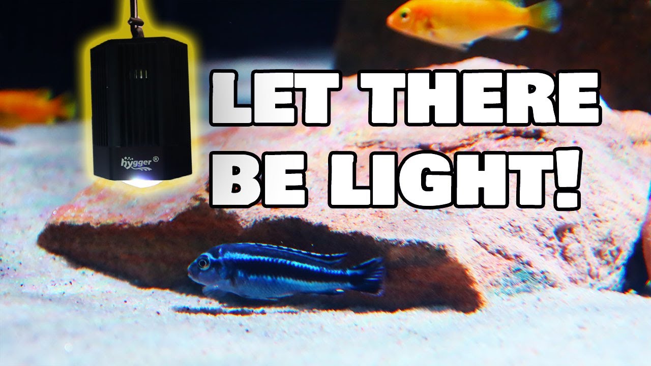 YouTube post by @aquariumadventures for Hygger Aquarium. Caption reads: Is Your Tank Lighting RUINING Your Fish? Watch....