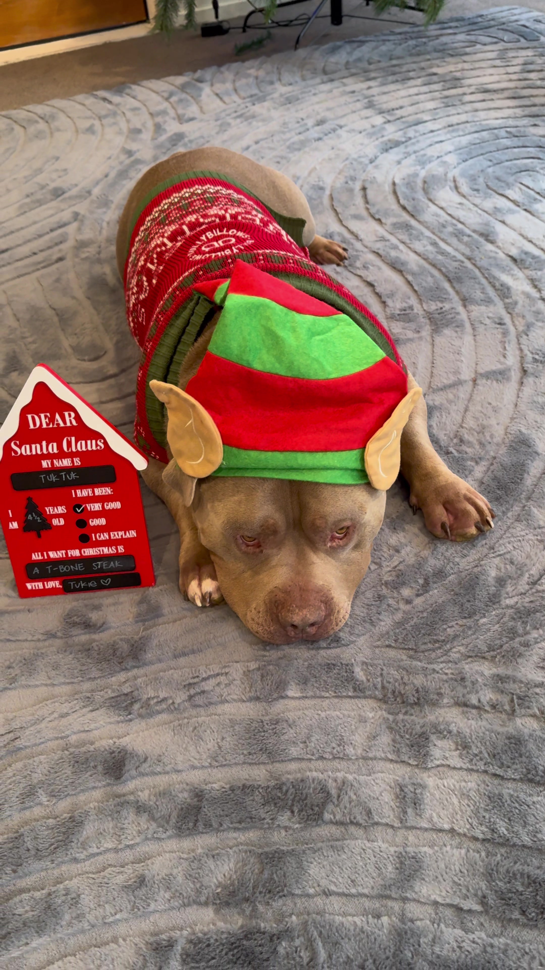 TikTok post by @lulu_andtuktuk for BullyBillows. Caption reads: [...] but they look adorable in their....