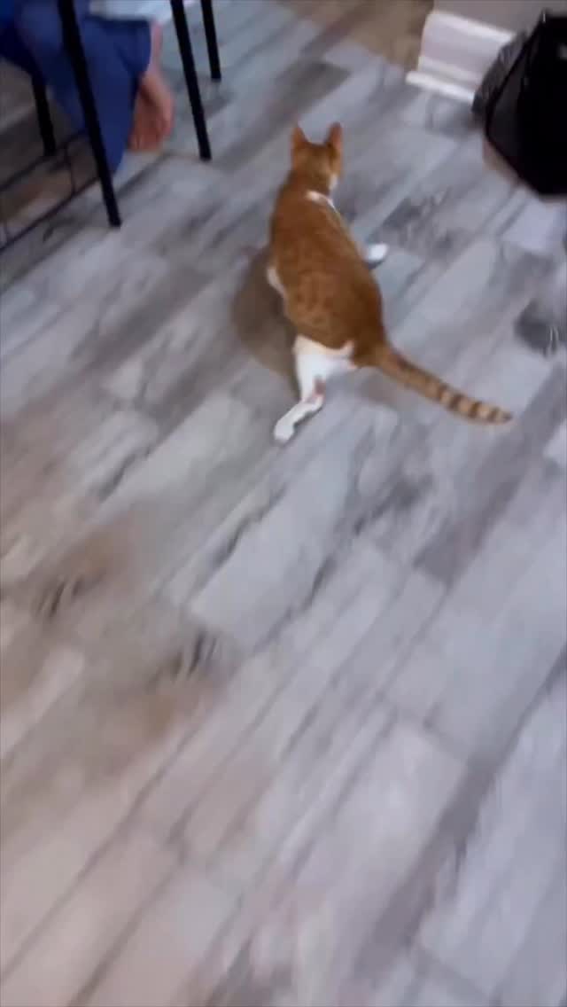 Instagram post by @dr.mattmcglasson for Zoetis Petcare. Caption reads: #ad #ZoetisPartner

Some cats struggle with going....