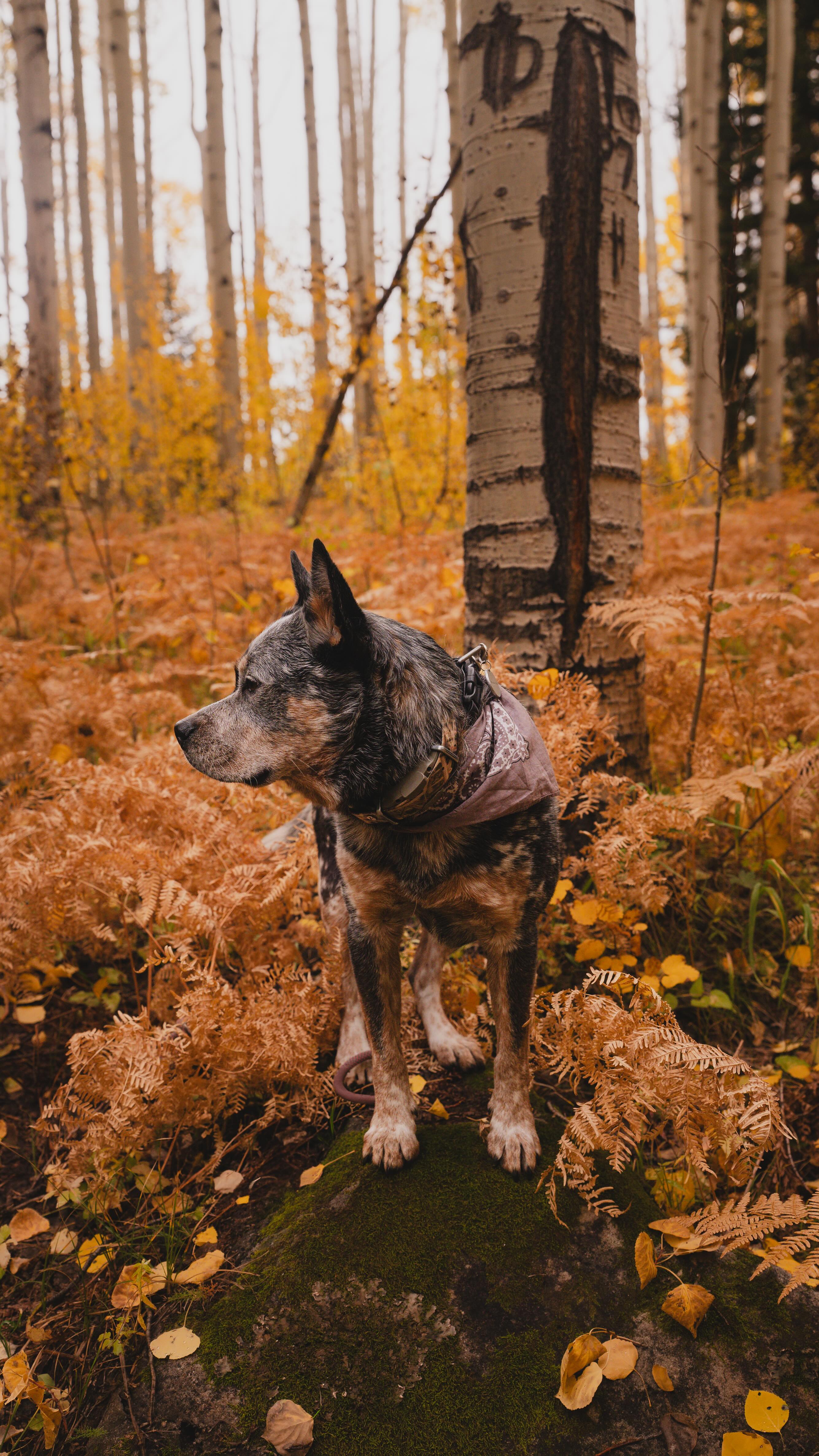 Instagram post by @apollointhewild for ORIJEN Petfoods. Caption reads: Every adventure with Apollo and Moon feels like a....
