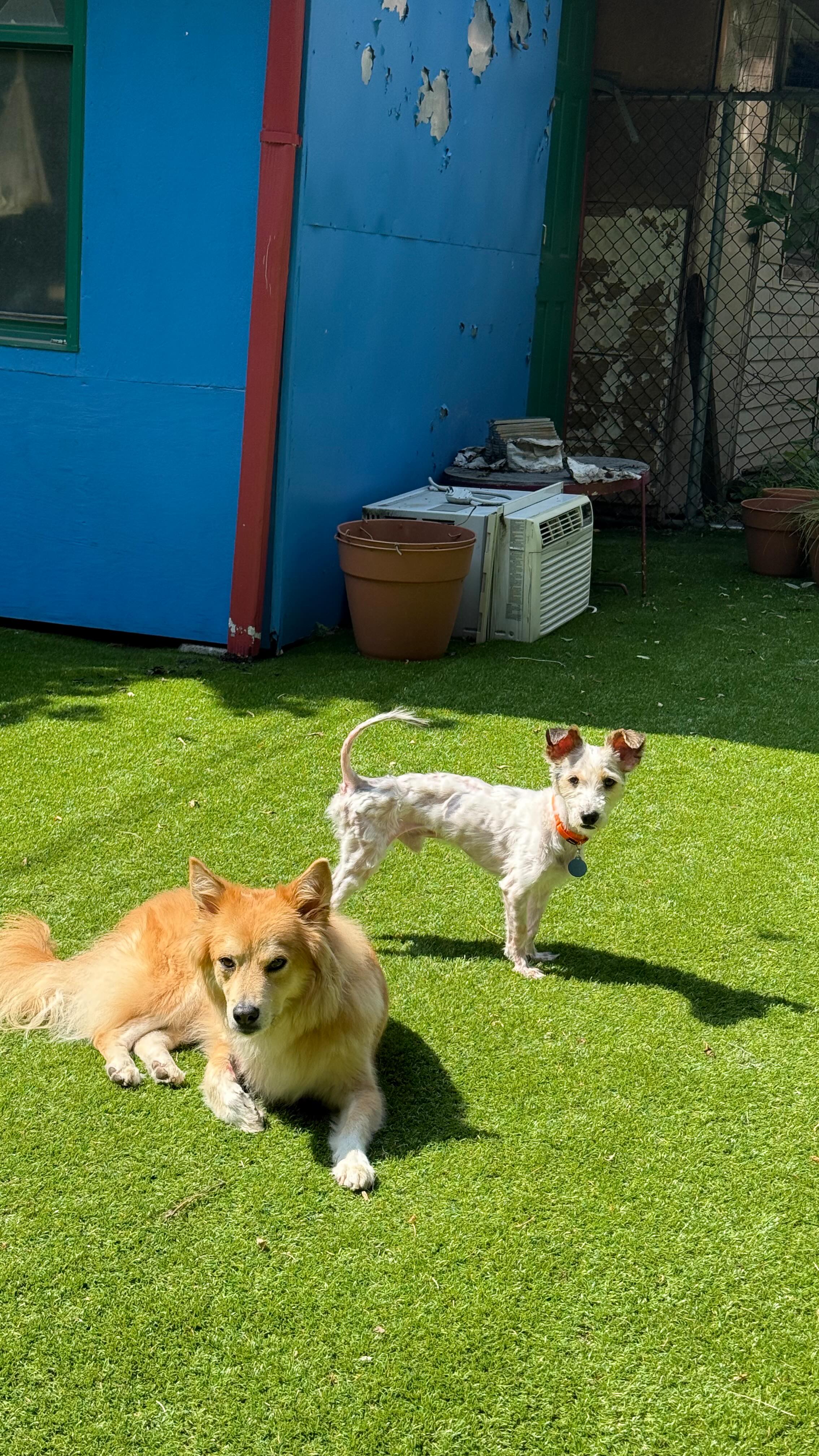 Instagram post by @simonsits for Nature's Miracle. Caption reads: I’m so excited to see how Cheesecake will grow and....