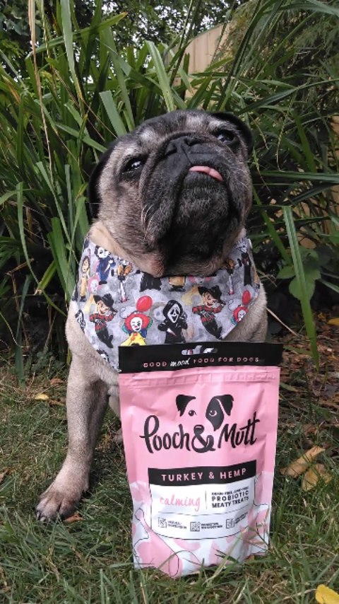 Instagram post by @lilrascalpug for Frankys Bowtique. Caption reads: F r i g h t  N i g h t
.
.
.
.
Aloha furiends,....