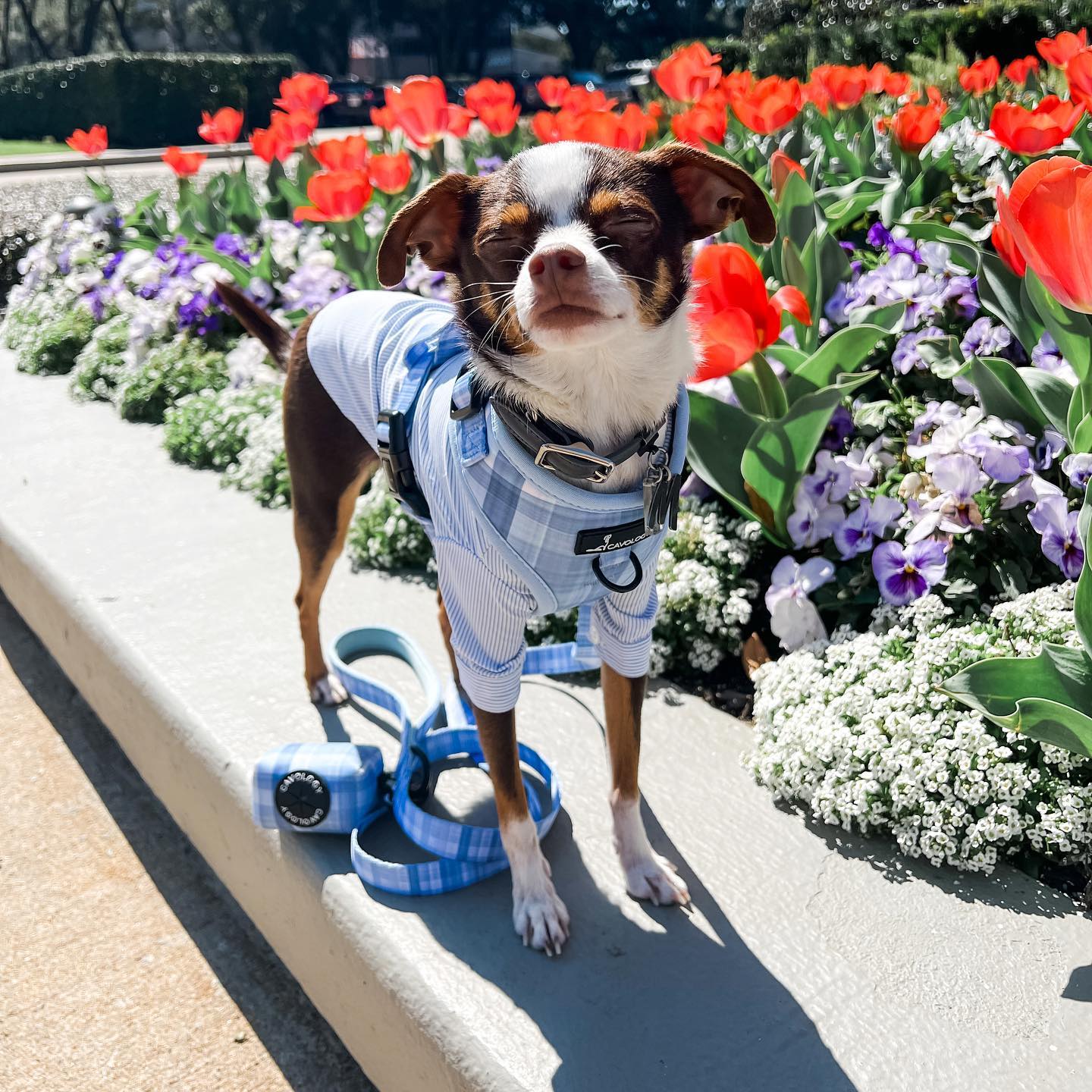 Instagram post by @minutewithmilo for Cavology. Caption reads: Spring is here! What are some things you love....