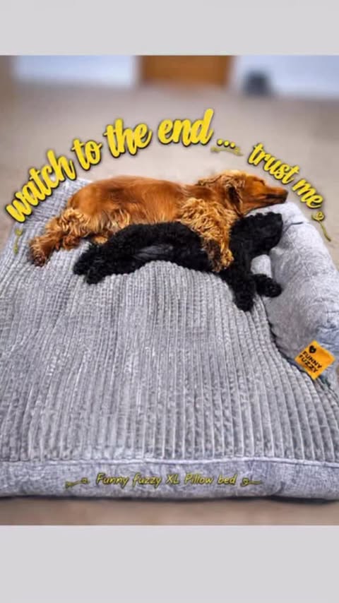 Instagram post by @peppertheprincesstoypoodle for FunnyFuzzy. Caption reads: [...] cosy XL pillow bed. Kindly gifted by....